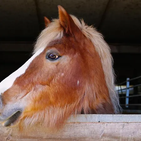 Hotel apartamentowy Due Ponti Village Cesenatico