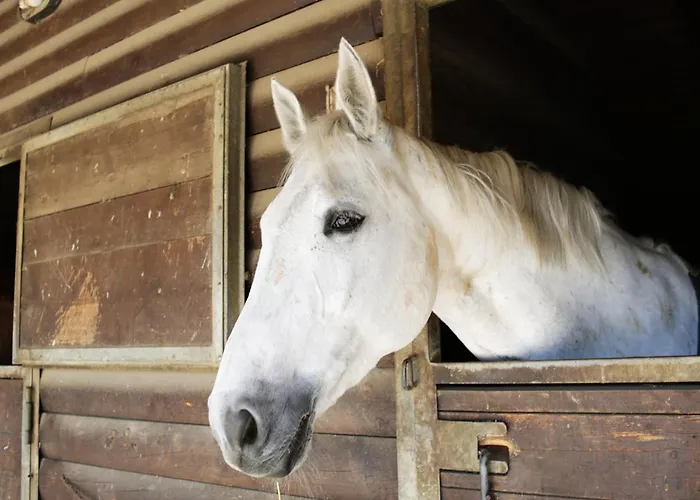 Due Ponti Village 4* Cesenatico